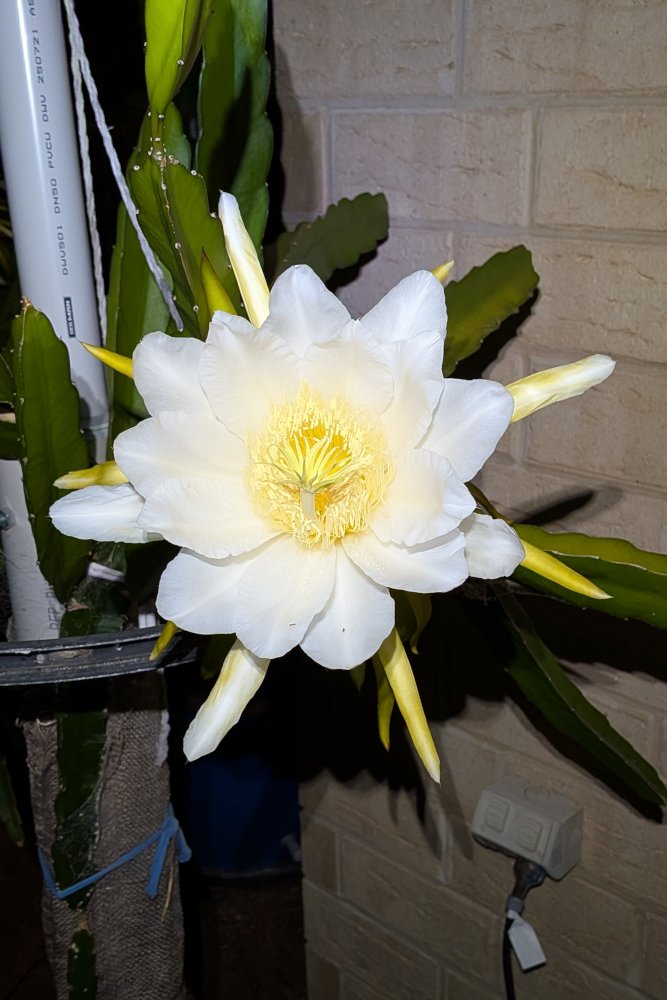 Night Flower